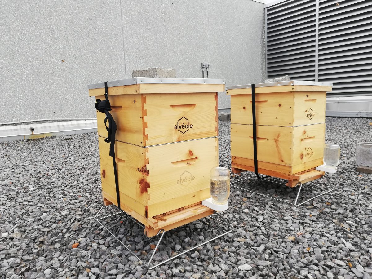 Sun Life Centre Bee Hives Sun Life Centre Ottawa   Bee Hive 2  1200x900 